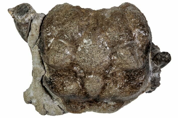 Cretaceous Crab (Dakoticaucer) Fossil - Mississippi #315752